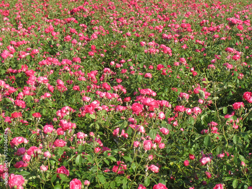 Field of roses natural background