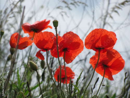 Red poppies against sky