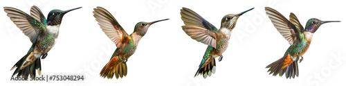 Hummingbird flying in transparent background, front view. macro photography. isolated on solid white background.