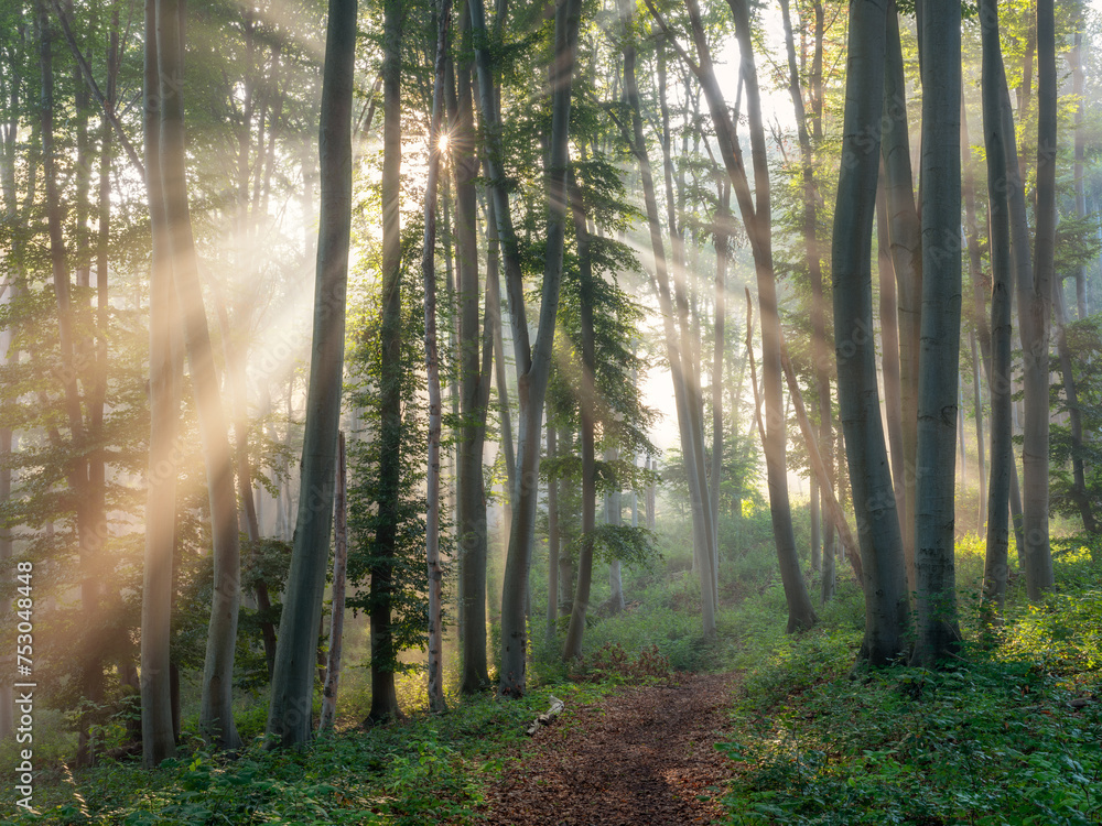 Obraz premium Footpath through Natural Beech Forest with Sunbeams through Morning Fog