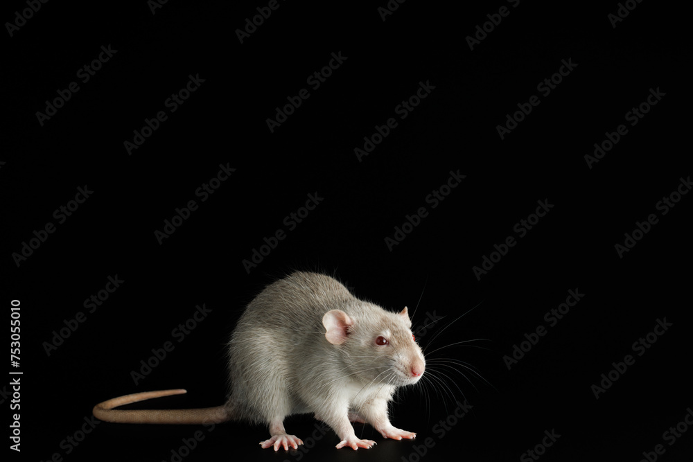 Gray rat isolated on a black background. Close-up portrait of a pest. Photo for cutting and writing