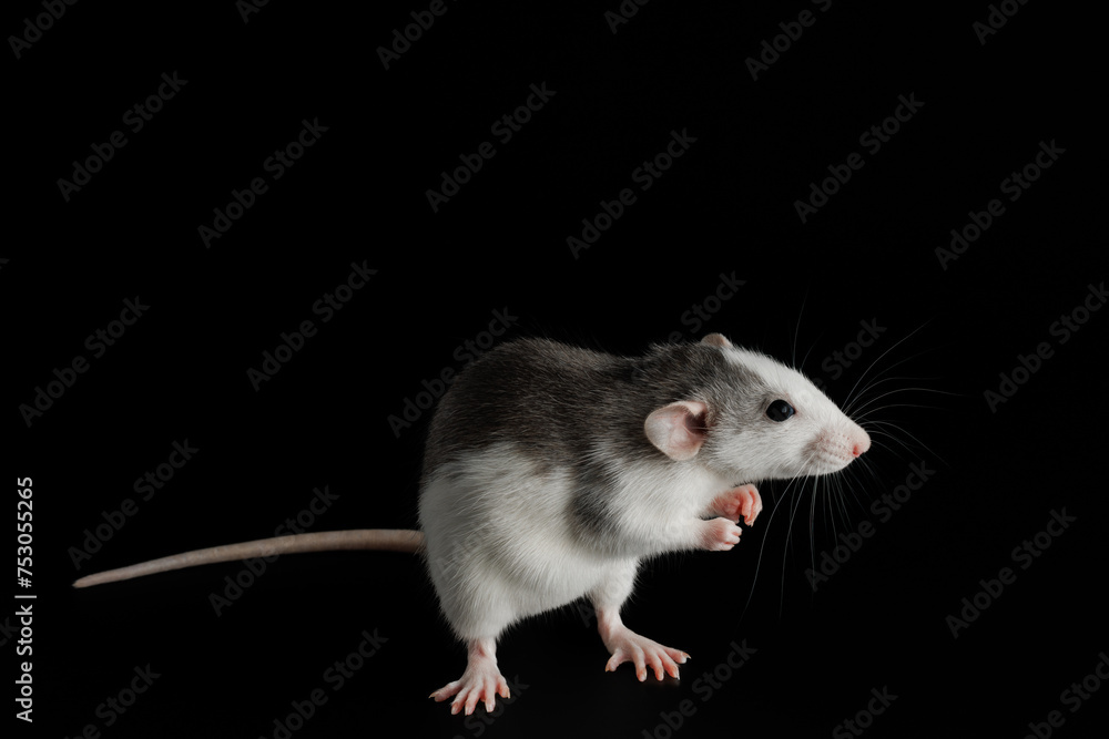 Colored rat isolated on a black background. The rodent stands on its hind legs. Close-up portrait of a pest. Photo for cutting and writing Colored rat isolated on a black background. The rodent stands on its hind legs. Close-up portrait of a pest. Photo for cutting and writing