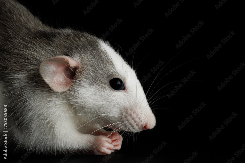 Colored rat isolated on a black background. A rodent eats cheese. Close-up portrait of a pest. Photo for cutting and writing
