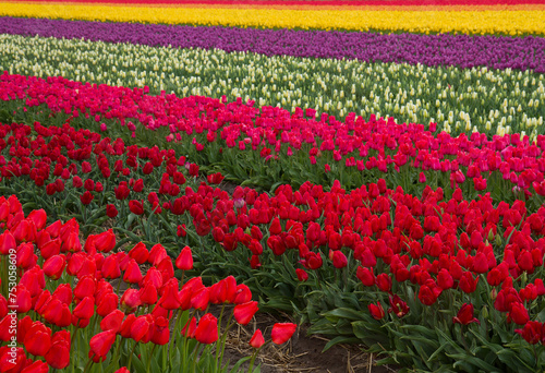 Stripes of multicolored dutch tulips close up