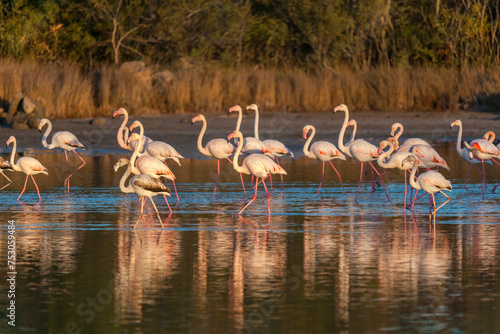 group of flamingos in the swamp at golden hour