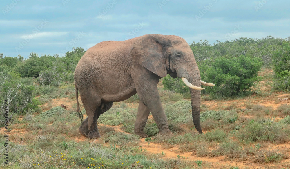 Elefant in der Wildnis und Savannenlandschaft von Afrika