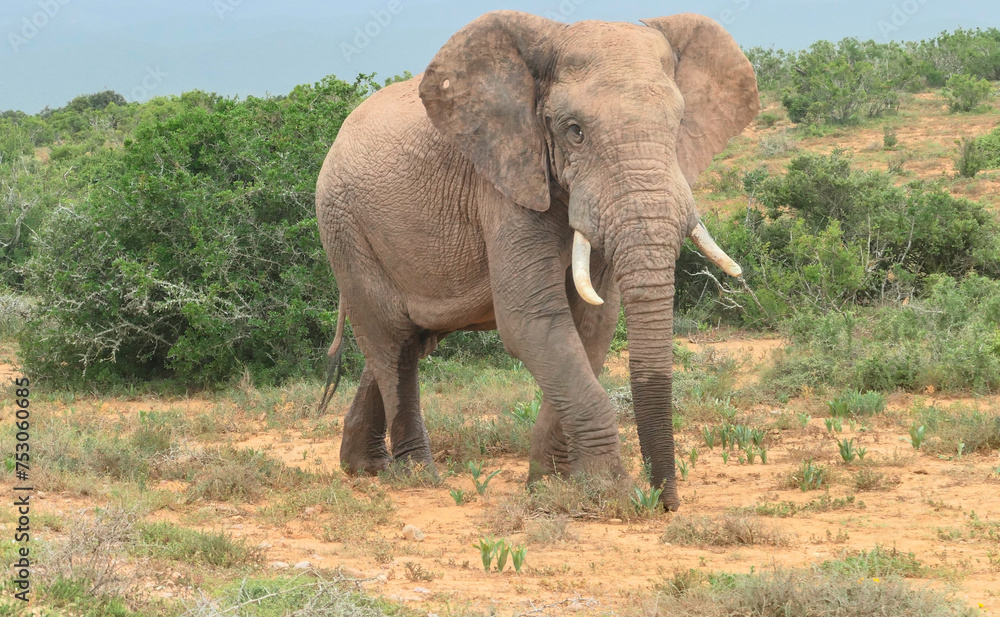 Elefant in der Wildnis und Savannenlandschaft von Afrika Elefant in der Wildnis und Savannenlandschaft von Afrika