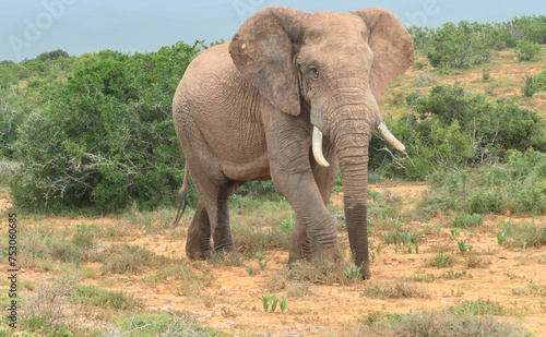 Elefant in der Wildnis und Savannenlandschaft von Afrika