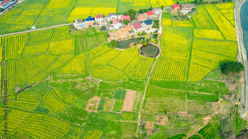 Fototapeta premium Aerial photography of rural rapeseed fields in Chuanwan Town, Liling City, Hunan Province