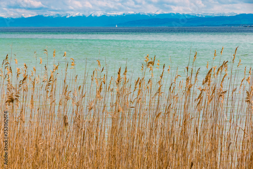 Beautiful landscape view of dry reed on the shore of the famous Lake Constance  Bodensee  in Germany with the Alps in the background.