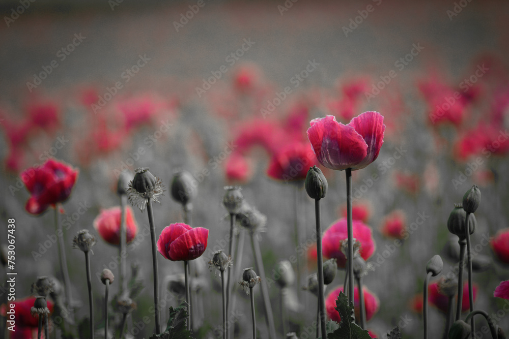 Obraz premium poppy field in summer
