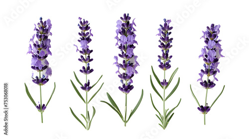 Lavender flowers isolated on transparent background