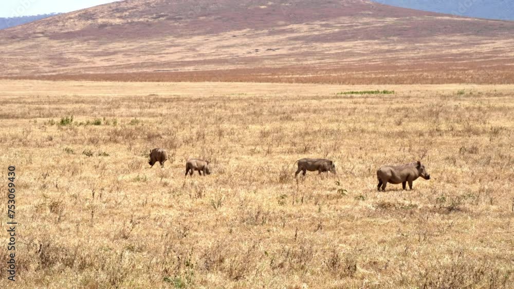 Warthogs grazing in a dry Savannah Warthogs grazing in a dry Savannah