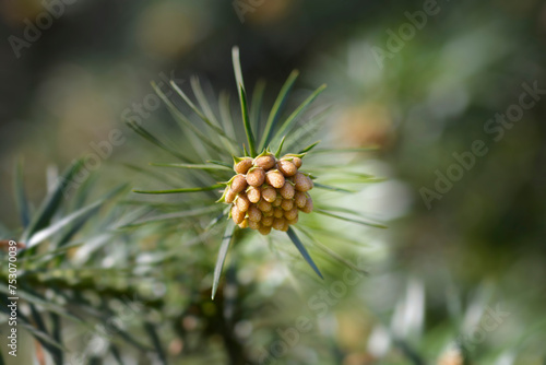Chinese fir branch with flower buds