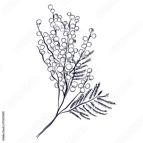 hand-drawn mimosa branches vector illustration photo