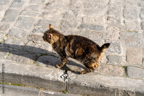 A cat is walking on a brick sidewalk