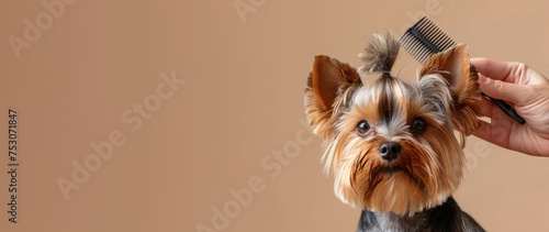Groomed little cute Yorkshire Terrier combed with a comb on beige background with copy space. Banner template for grooming salon. © dinastya
