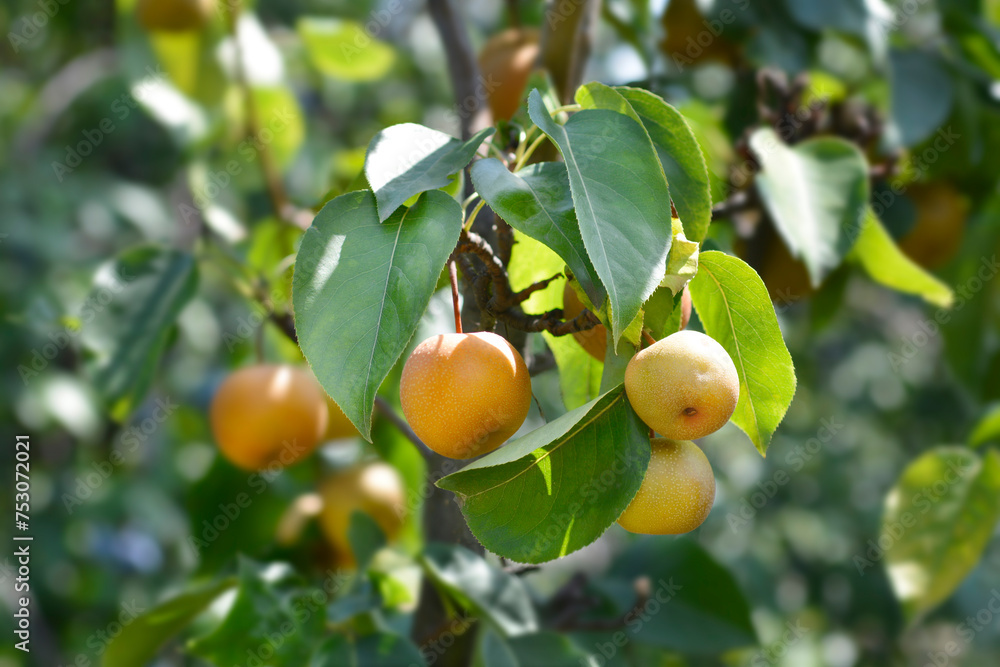 Japanese pear branch with fruit