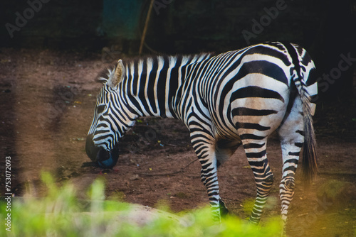 Young zebras enjoying meal  zebra in the zoo  stock photo.