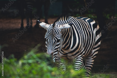 Portrait of a young zebra in the park.