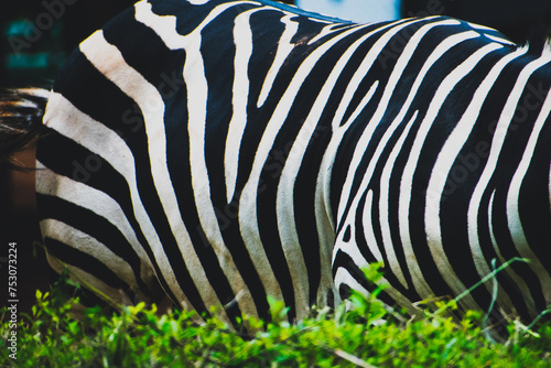 Zebra skin texctured background, high quality photo. photo