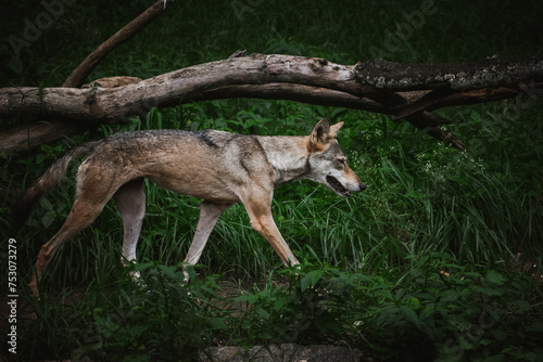 Indian grey wolf walking in the wild, closeup shot