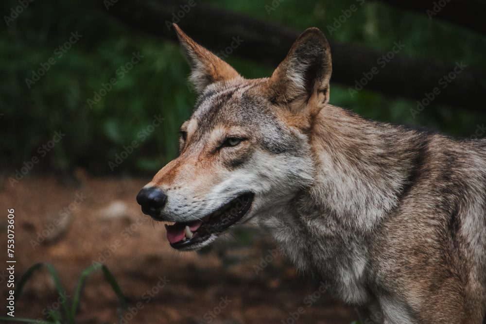 Portrait of an Indian wolf howling.