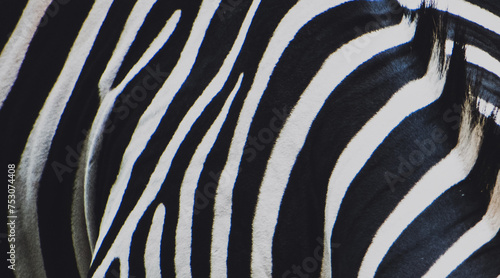 Zebra skin texctured background  high quality photo.