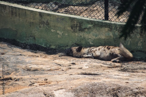 Closeup of a spotted hyena resting in the zoo.