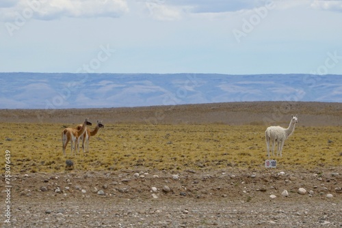 Andean Albino Guanaco, (Lama guanicoe) camelid native to South America, with white skin, standing near fomestic Guanacos in the Pampa near Tres Lagos, Patagonia, Argentina