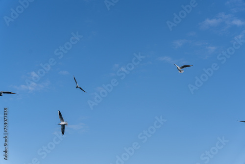 A flock of birds flying in the sky © oybekostanov