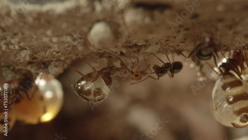 honeypot ants in their nest in the Sonoran Desert, Arizona, USA  photo