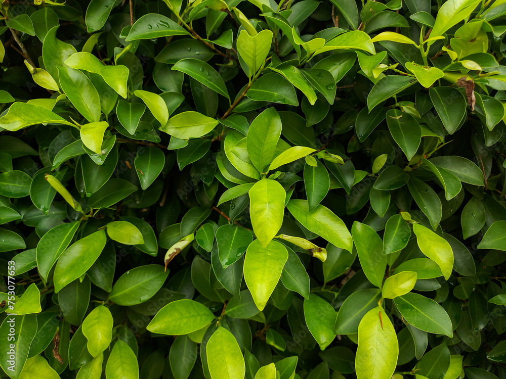 A bunch of green leaves is suitable as a background A bunch of green leaves is suitable as a background