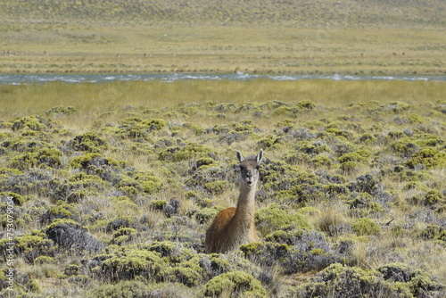Patagonian Guanaco (Lama guanico) camelid native to South America, closely related to the llama, in Perito Moreno National Park