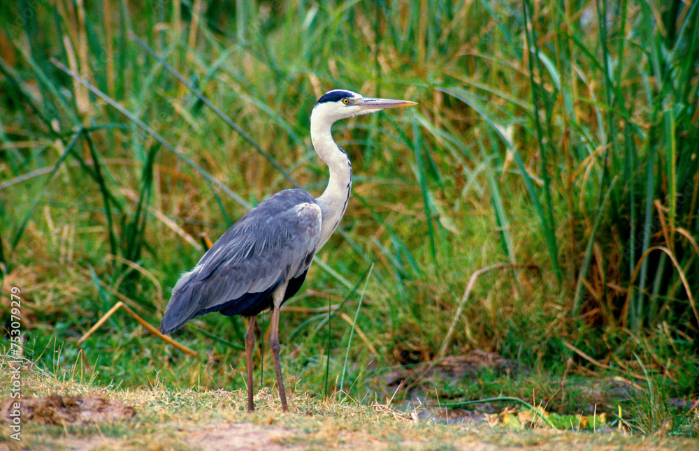 Héron cendré, Ardea cinerea, Grey Heron Héron cendré, Ardea cinerea, Grey Heron