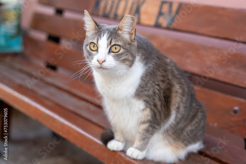A cat is sitting on a wooden bench