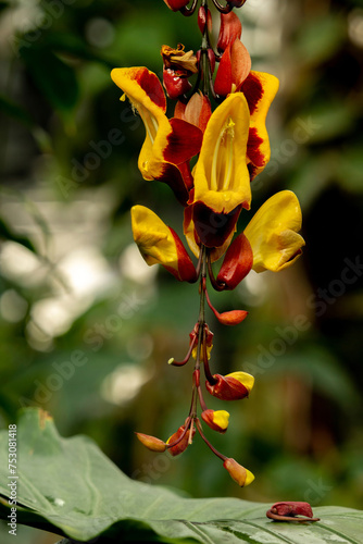 Thunbergia mysorensis flower photo