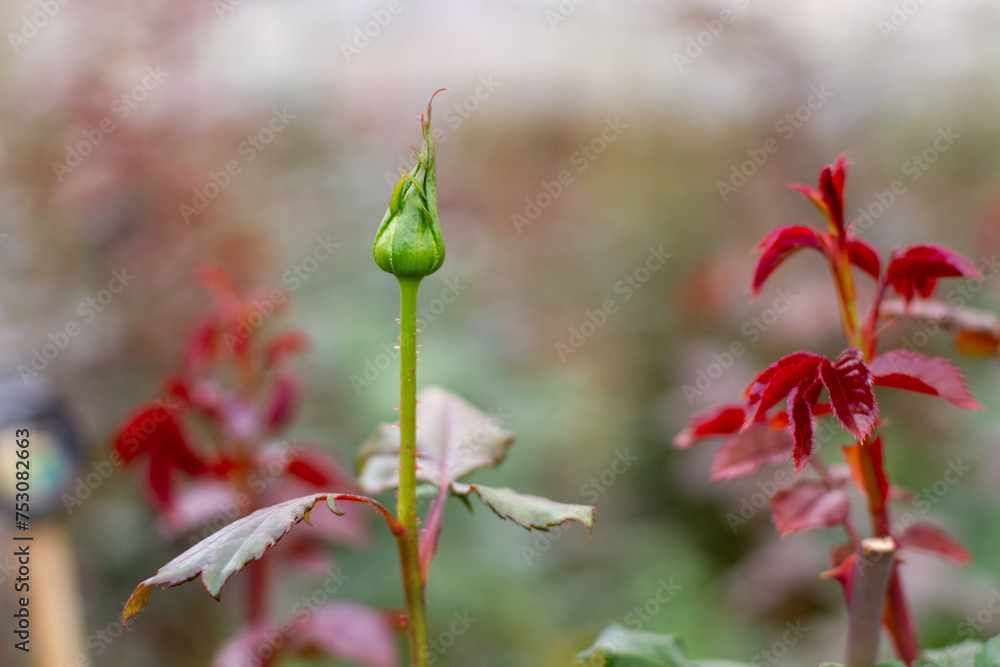 Rosebud Rosebud