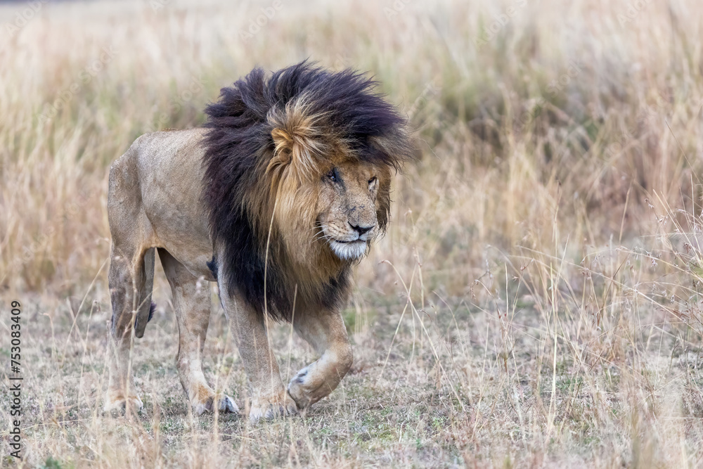Adult male lion emerging from the red oat grass of the Masai Mara, This mature lion is known locally as Scar or Scarface due to the prominent wound over his right eye. Adult male lion emerging from the red oat grass of the Masai Mara, This mature lion is known locally as Scar or Scarface due to the prominent wound over his right eye.
