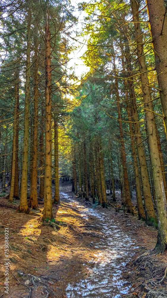 Obraz premium forest in autumn