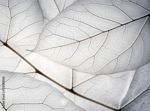 Transparent dry leaves skeleton texture background