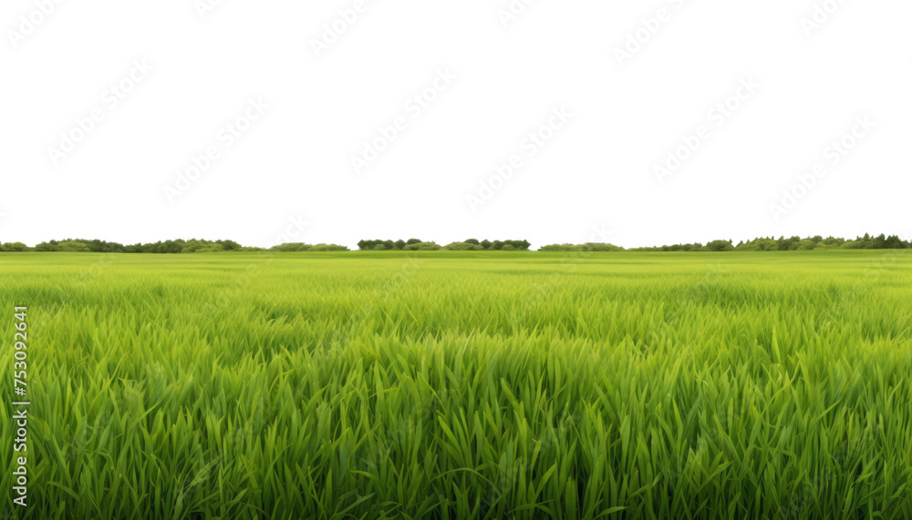 Fototapeta premium green grass field isolated on transparent background cutout