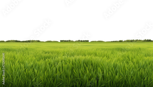 green grass field isolated on transparent background cutout