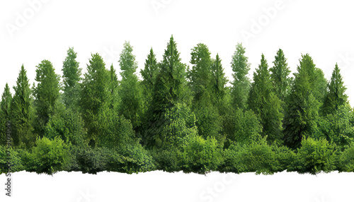 forest trees isolated on transparent background cutout