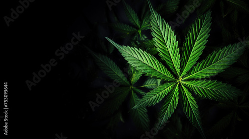 Green cannabis leaf close up on black background. Studio shot. Medical marijuana cultivation. Copy space.