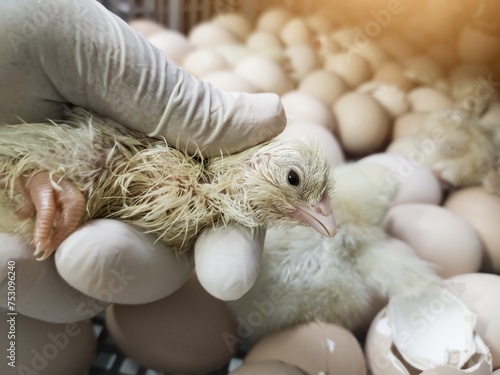 Quality Control check and Inspection A newborn chick emerges from the egg shell and hatches in the chicken hatchery.
 photo