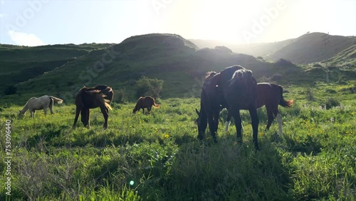 Horses on the green mountain eating woods photo