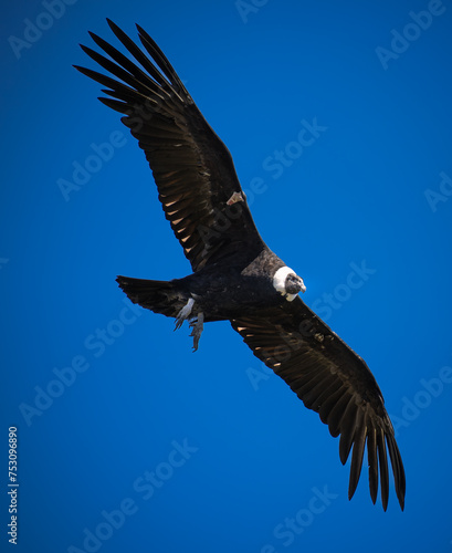 Condor flying in Cauca, Colombia © mehdi33300