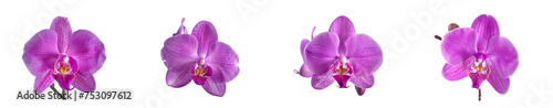 Product photography a purple orchid on white Background, product shot, close shot, professional photography, studio lighting, used for marketing purpose 