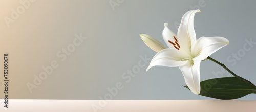 Close up shot of a white lily bud on a neutral background Minimalist floral design for decoration